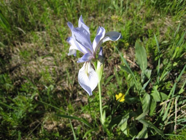 Purple wild iris blooming in green grass