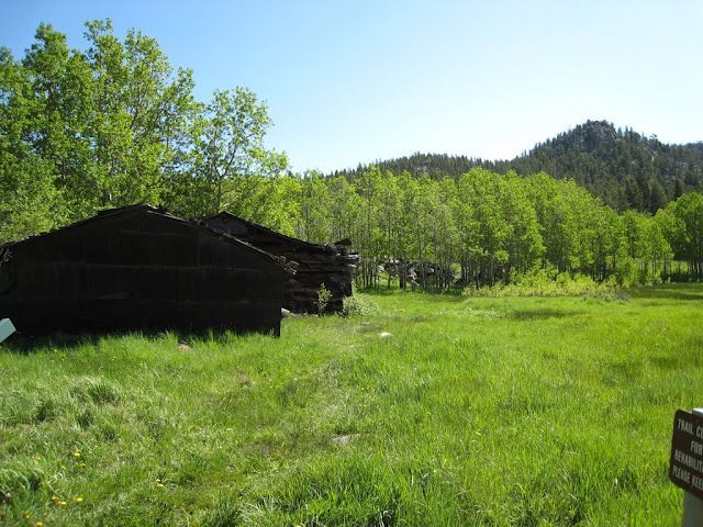 Wooden cabin in a sunny green meadow with trees and a forested hill in the background