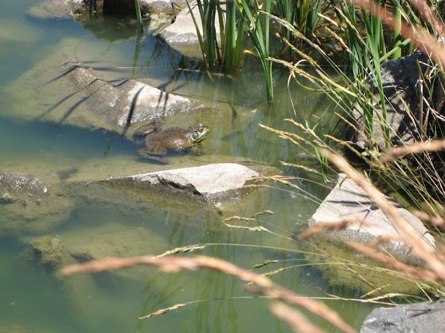 Turtle resting on a rock in shallow green water among reeds