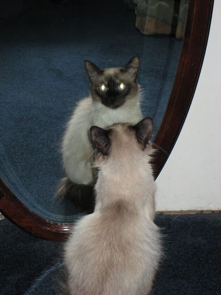 Fluffy Siamese cat with blue eyes sitting on a patterned rug indoors