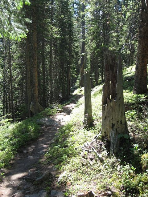 Forest trail winding through tall pine trees in bright sunlight