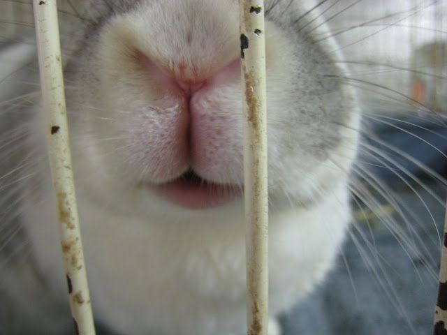Close-up of a white rabbit’s nose and mouth behind cage bars.