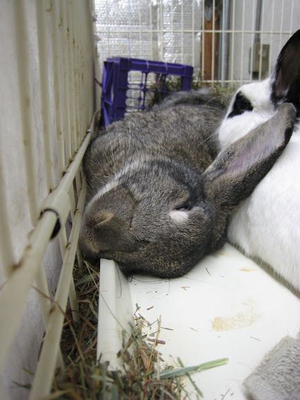 Close-up of a white rabbit’s nose and mouth behind cage bars.