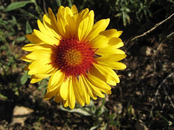 Yellow flower with red center against a dark leafy background