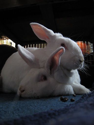 Two white rabbits resting together on a dark surface, with small pellets nearby.