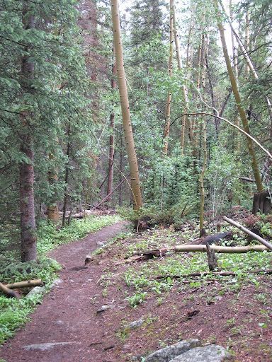 Forested trail winding through dense green trees with fallen branches and damp ground