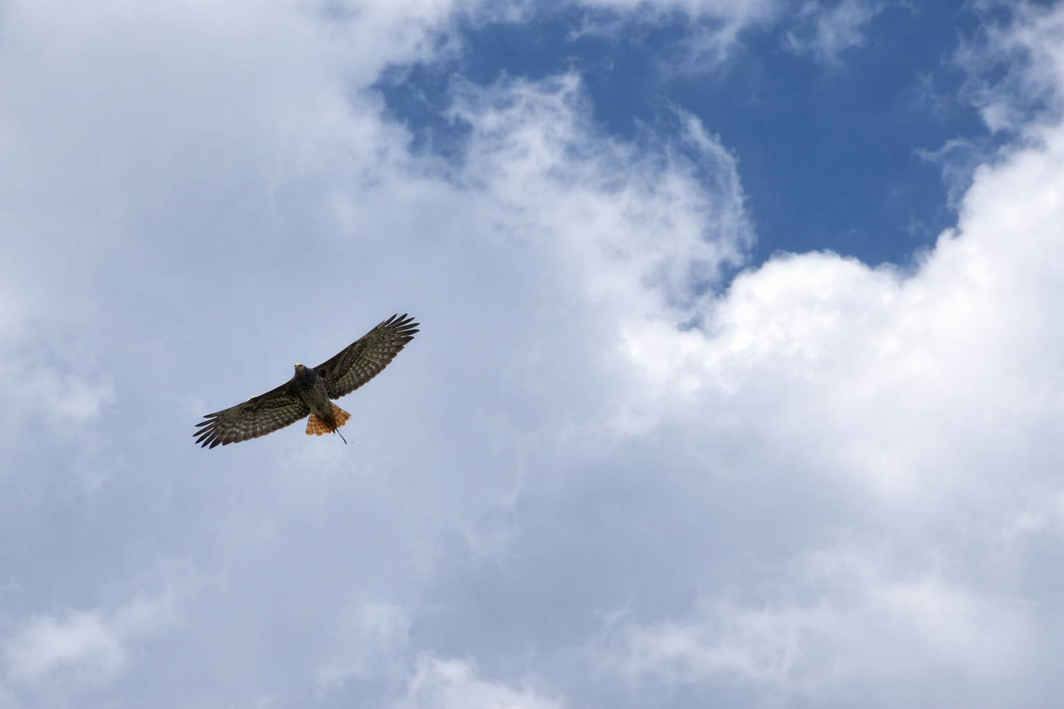 A red-tailed hawk soars against a backdrop of clouds and patches of blue sky.