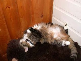 Two fluffy cats curled together, one black and white and one gray tabby, sleeping in a wooden corner.