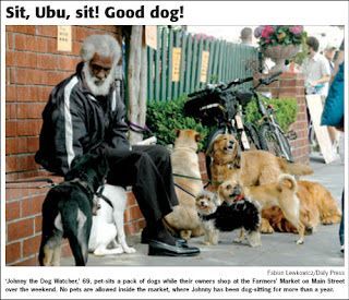 Man seated with several dogs on leashes beside a bicycle on a city sidewalk