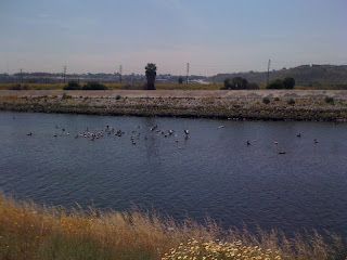 Wetland pond with ducks, dry grassy banks, and distant hills under a hazy sky