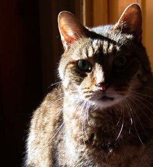 Tabby cat in warm sunlight, facing the camera with alert ears and bright eyes