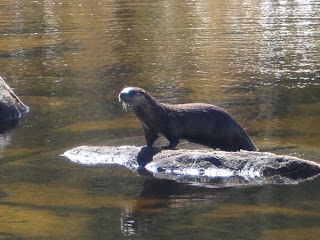 A dark-furred river otter stands on a partially submerged rock in a calm, reflective body of water.