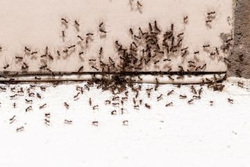 A large swarm of ants crawling near a white baseboard and light-colored floor.