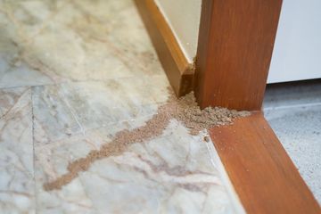 A dirt trail from termites leading to a wooden door frame on a marble floor.