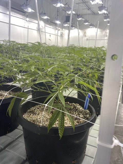 Young cannabis plants in pots with perlite soil mix in an indoor grow room under LED lights, showcasing vegetative stage.
