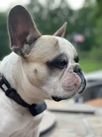 A dog