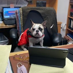 A little dog on the chair