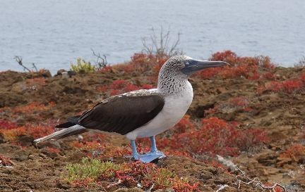 Sea bird