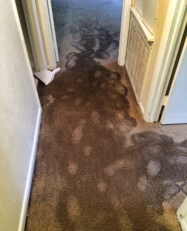 Water-damaged hallway carpet with dark stains and discoloration near a doorway