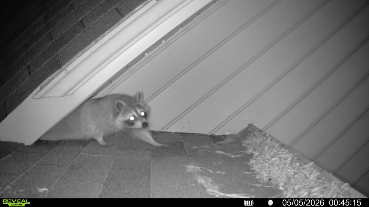 Raccoon on a shingled roof at night, looking toward the camera.