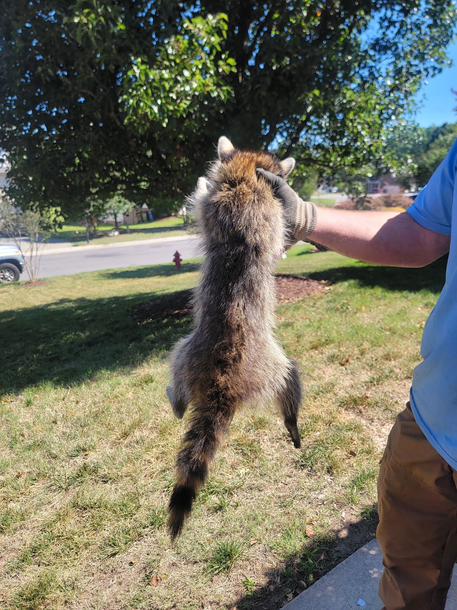 Person holding up a small curly-haired dog outdoors in a sunny grassy yard