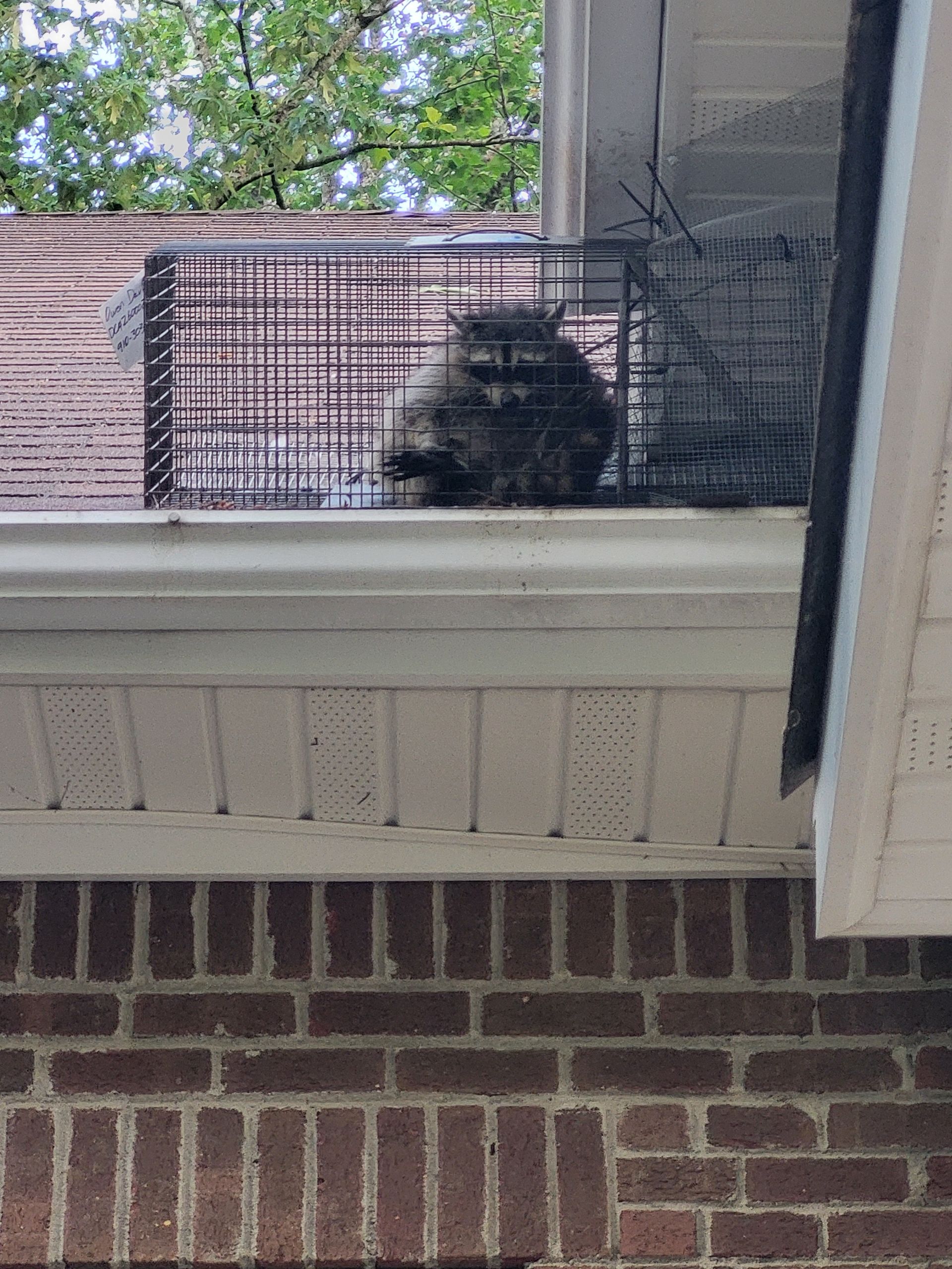 Dark cat sitting in a wire crate on an outdoor ledge by a brick wall and window.