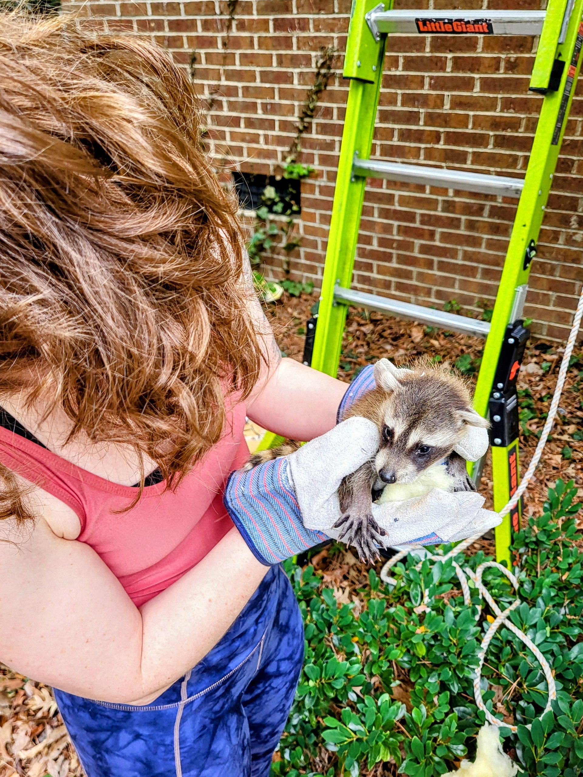 Person in gloves holding a small owl beside a bright green ladder against a brick wall.