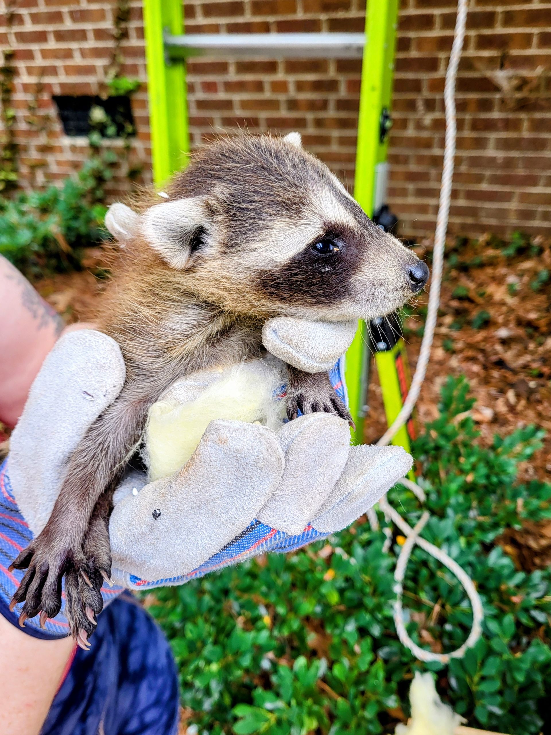 Small raccoon being held in a gloved hand outdoors, with a brick wall and greenery behind it