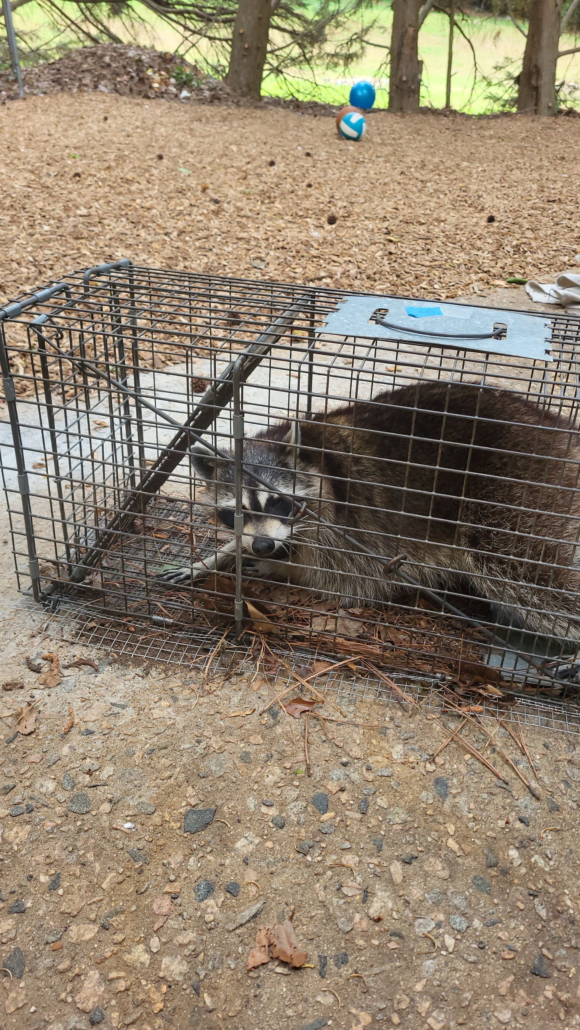 Wire cage trap on gravel with a small animal inside, set outdoors near a wooded area.