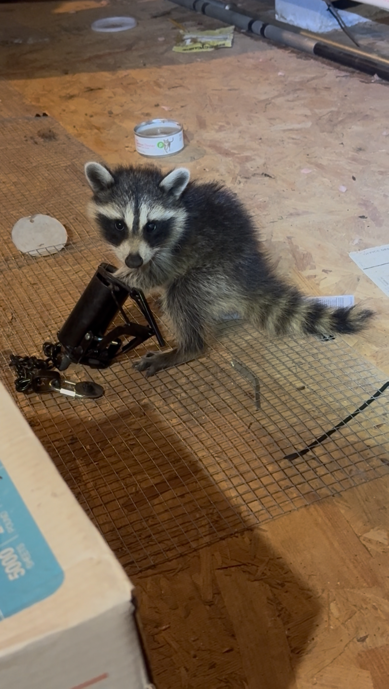 Small raccoon standing on a tabletop beside a tray, facing the camera.