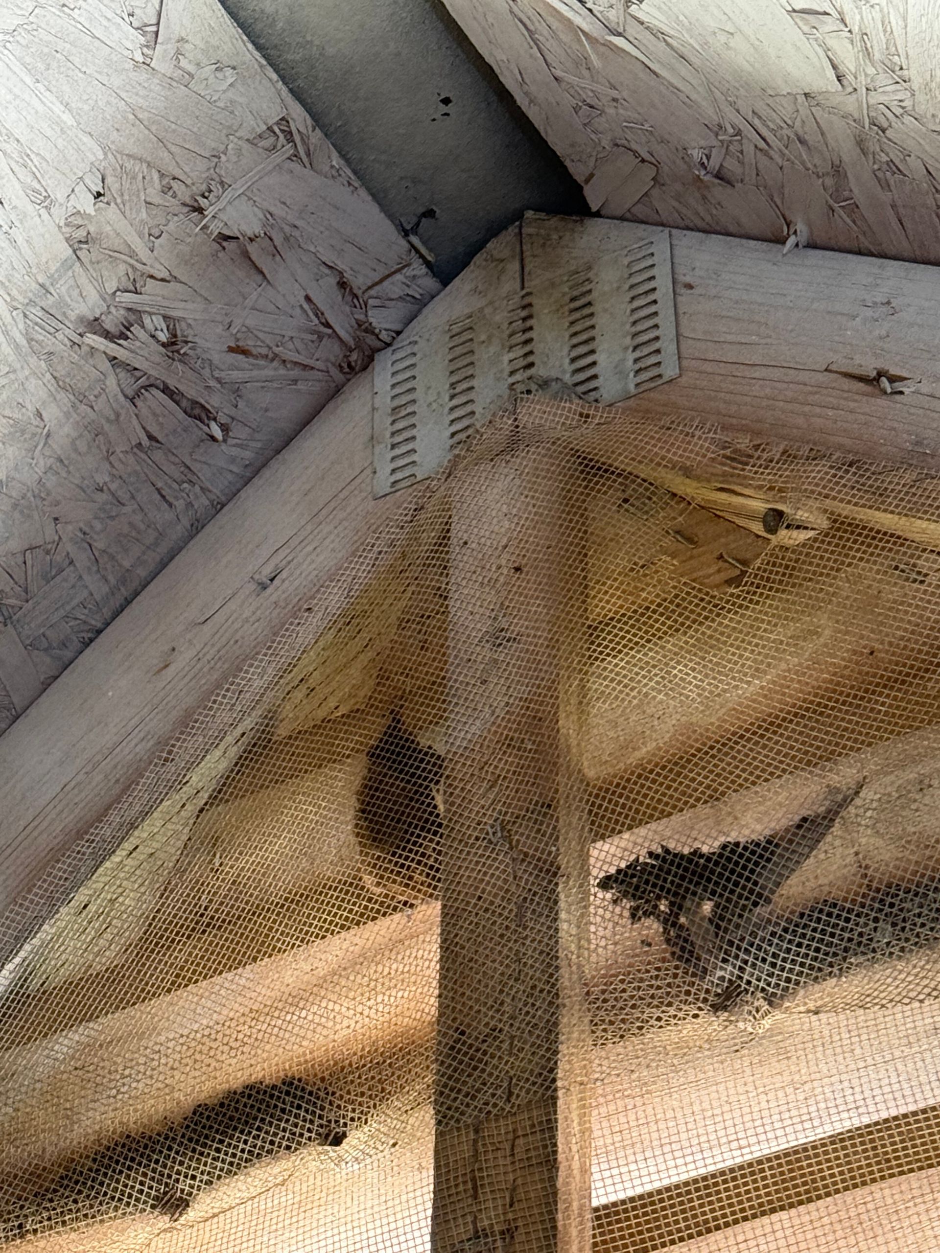 Damaged ceiling corner with peeling paint, rust stains, and exposed wooden beam beneath wire mesh