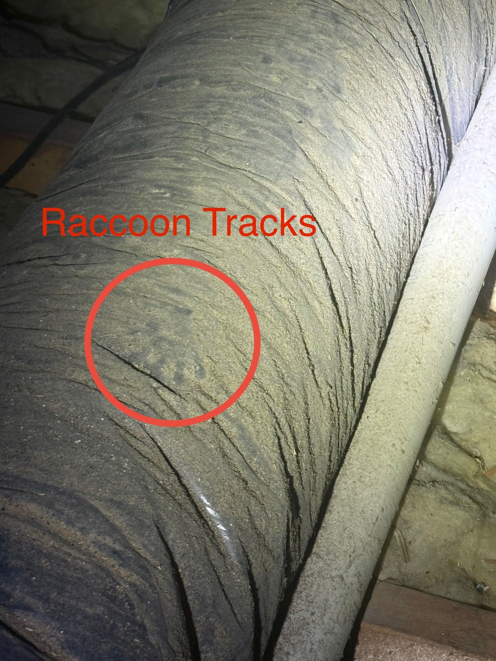 Gray HVAC duct with red circled raccoon tracks on the surface