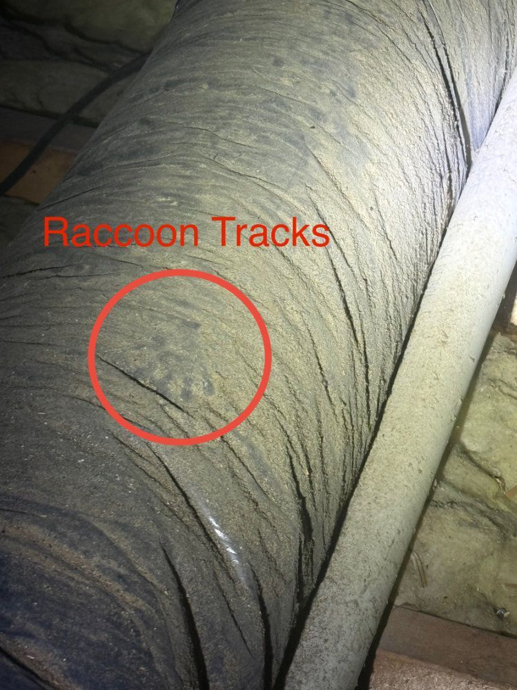 Raccoon tracks circled in red on a large black pipe in a dim utility area