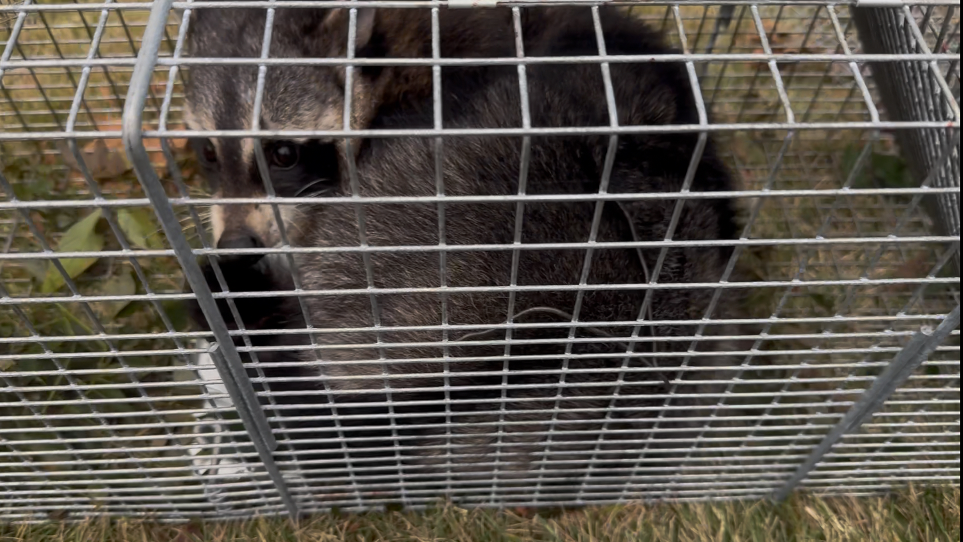 Dark gray cat behind a wire cage outdoors, looking out through the bars.