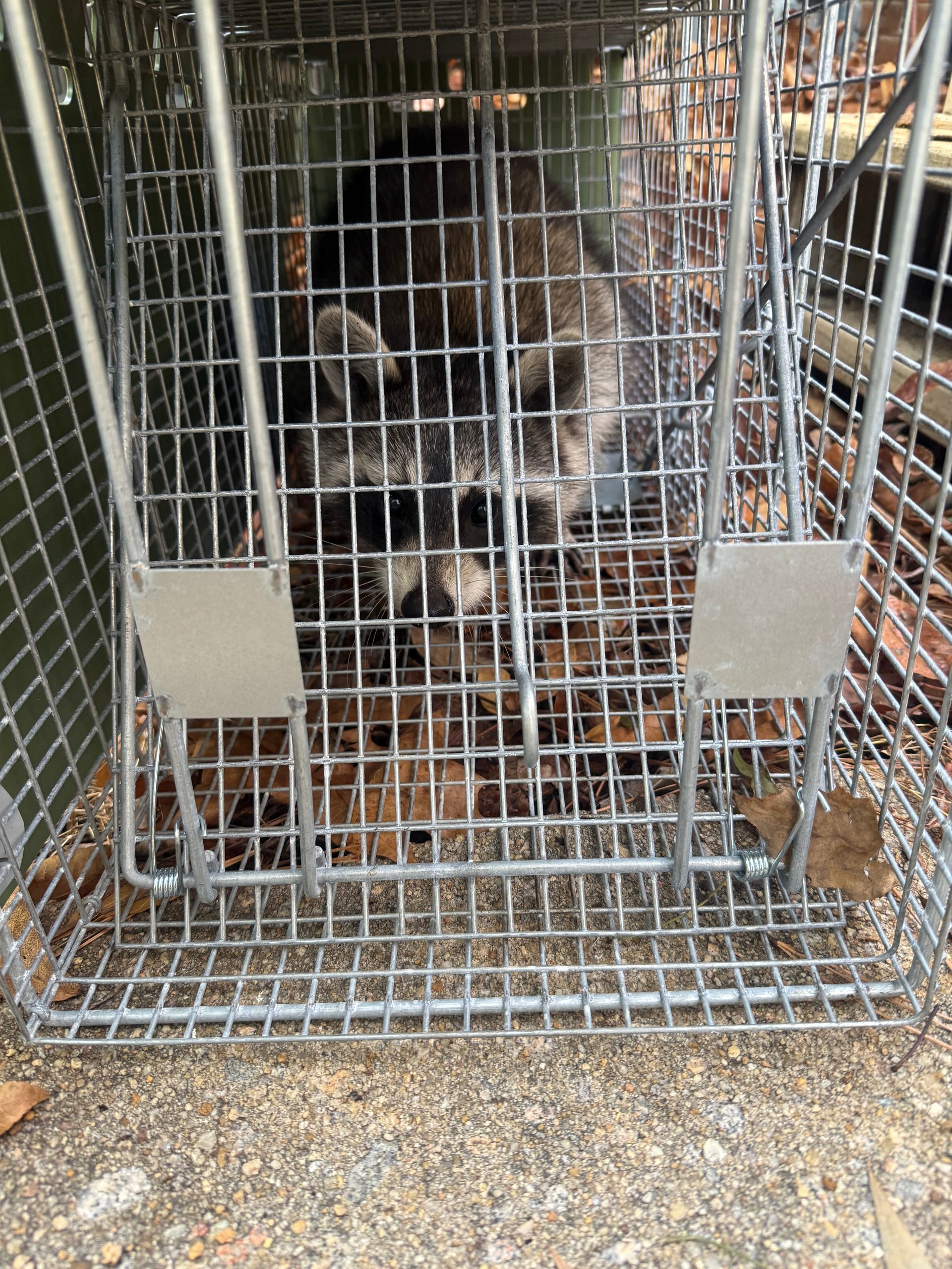 Cat behind wire cage door, sitting indoors on a gravel floor