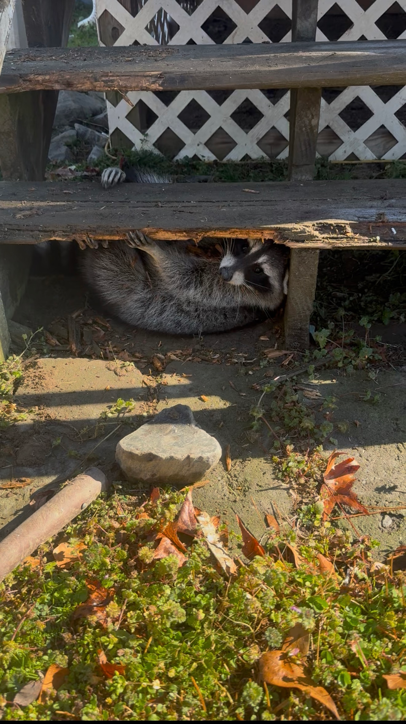 Gray cat curled under a wooden bench in a sunny yard, with autumn leaves and a lattice fence behind.