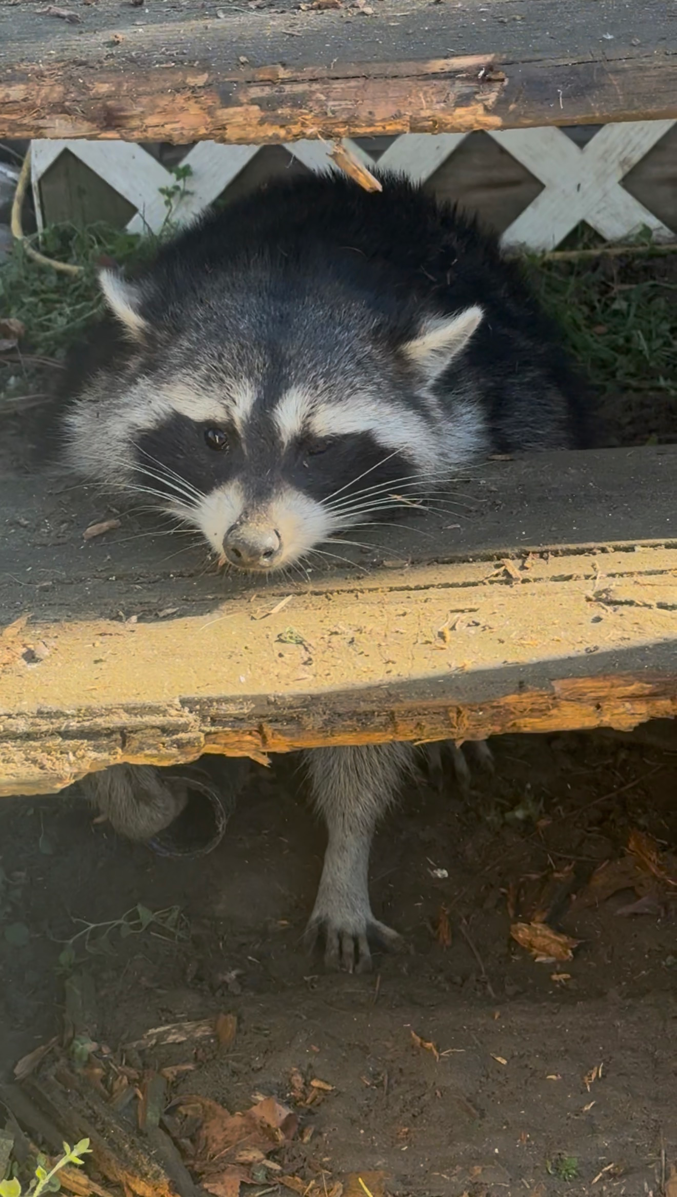Raccoon peering out from beneath a wooden ledge, with one paw hanging down.