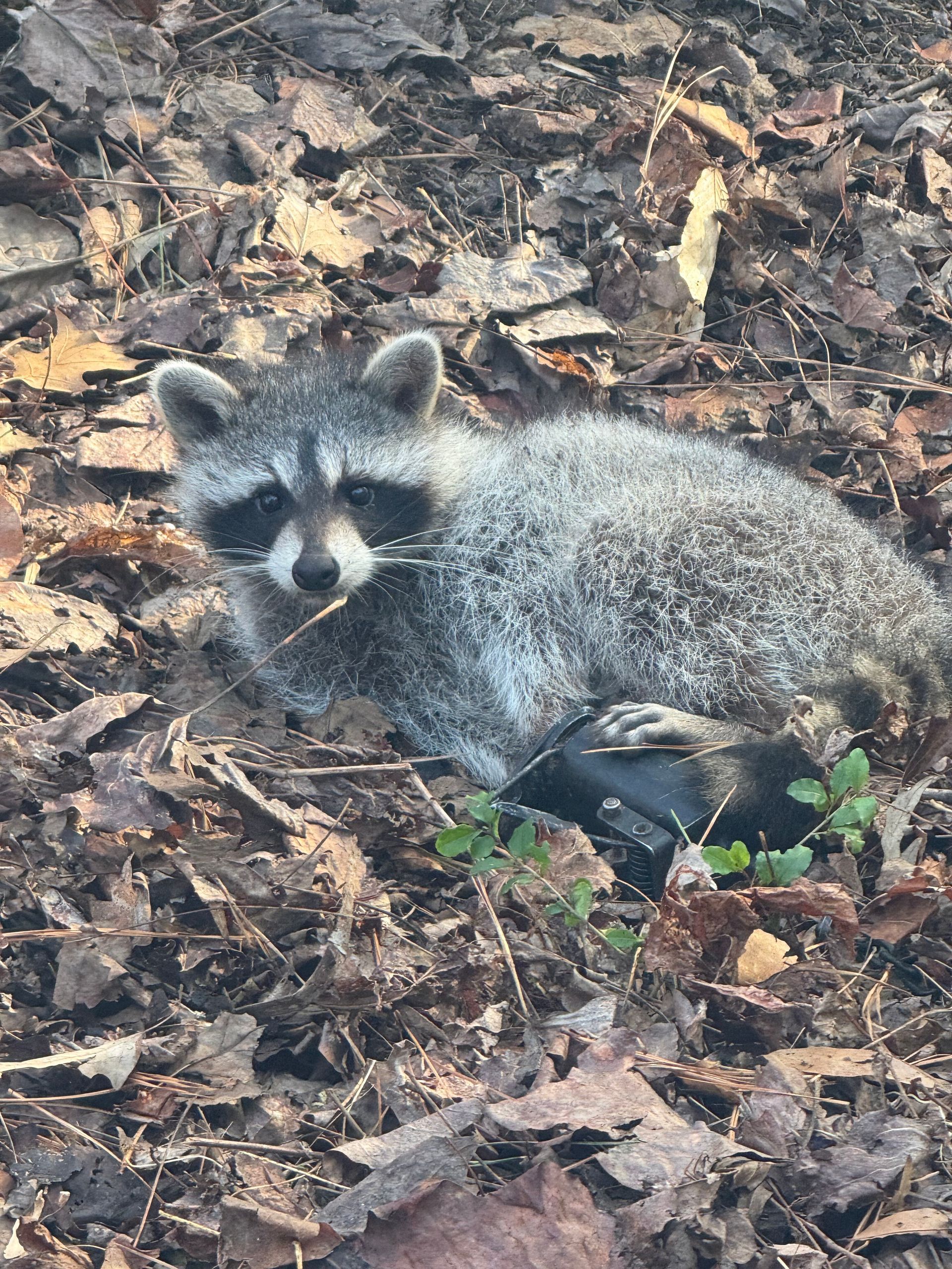 Raccoon resting on a bed of dry leaves, looking toward the camera.