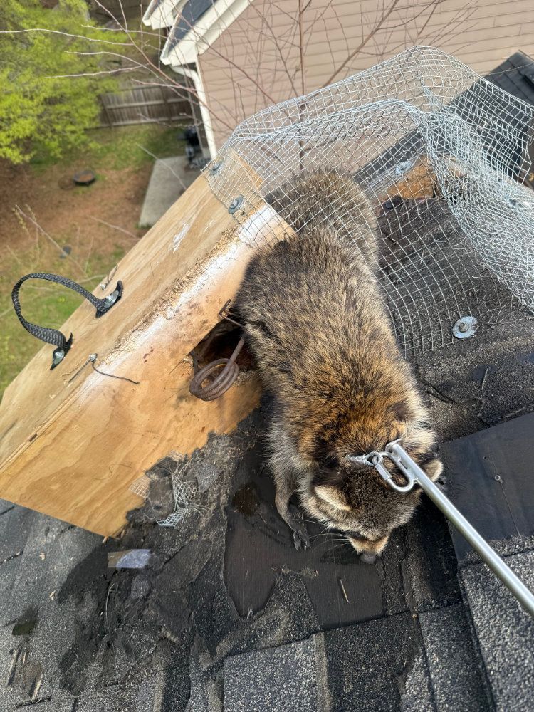 Raccoon trapped on a roof under loose netting beside a rope, near a house and trees