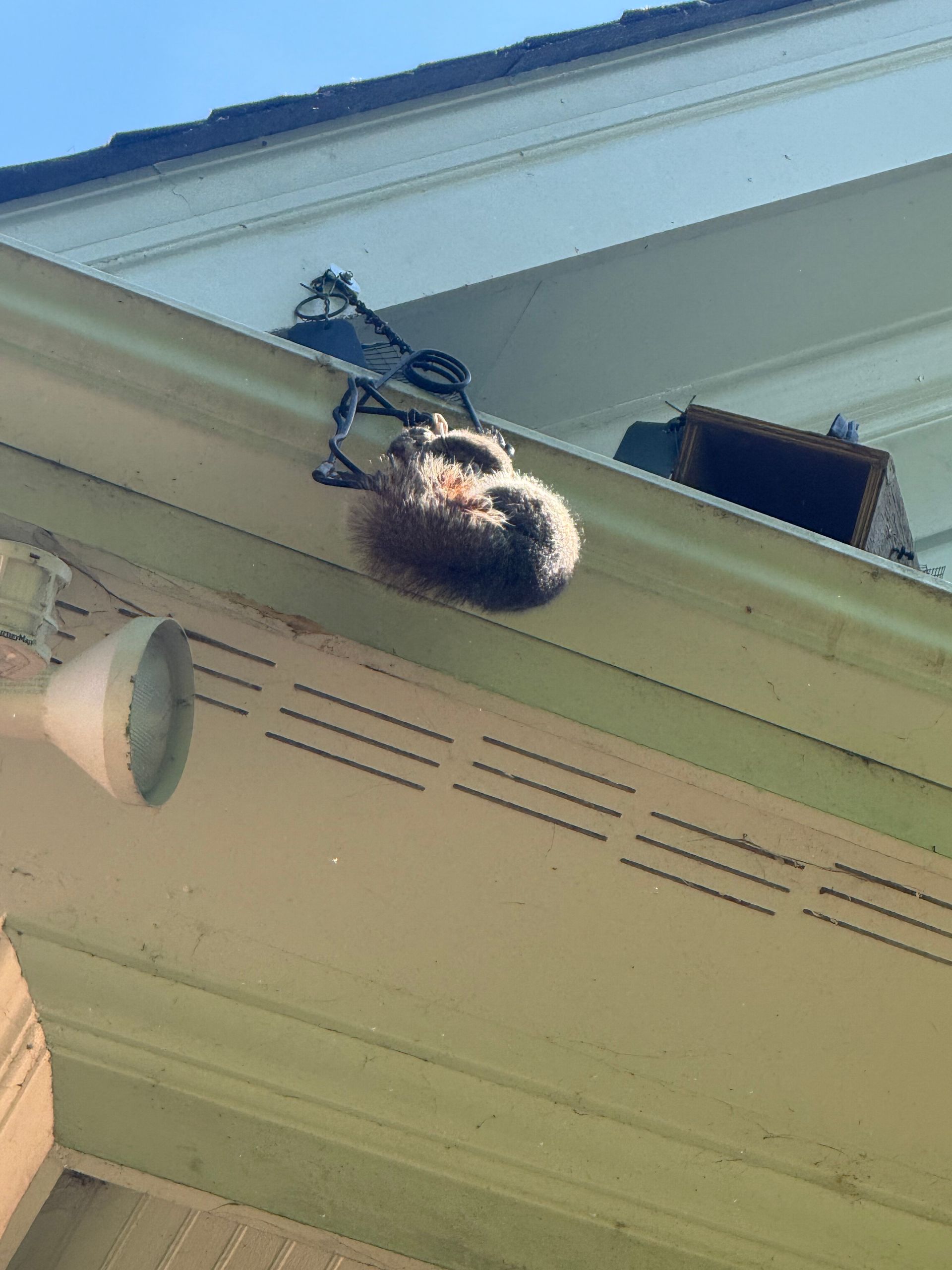 A fluffy squirrel hanging upside down from a roof edge near a house gutter