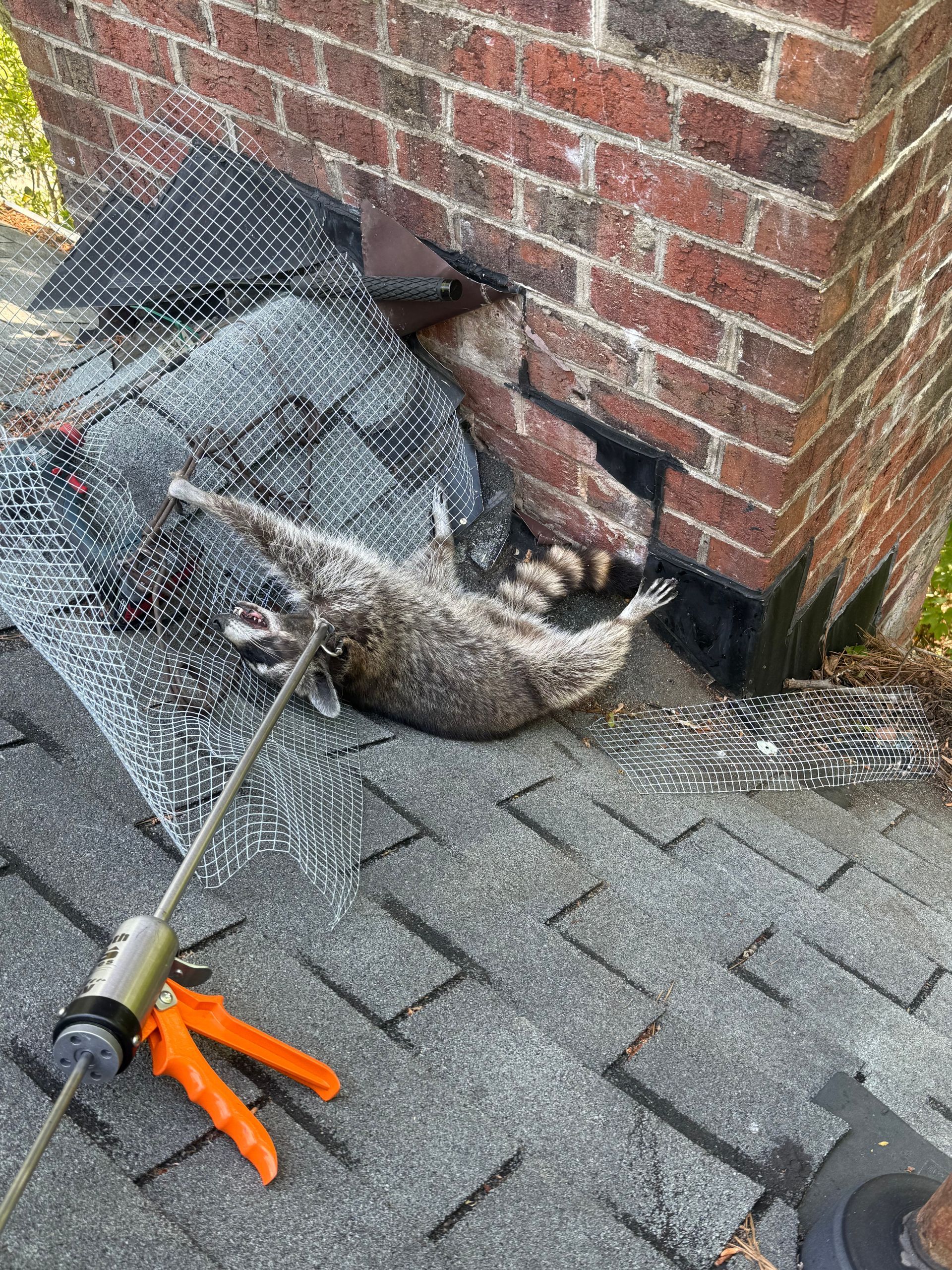 Dead raccoon beside a brick wall on a shingled roof, with a garden sprayer in the foreground