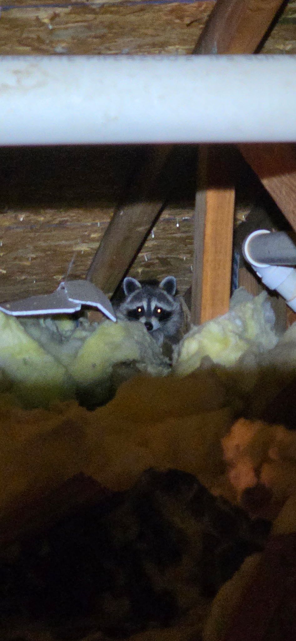 Two yellow birds perched inside a wooden enclosure, partly hidden behind a white bar.