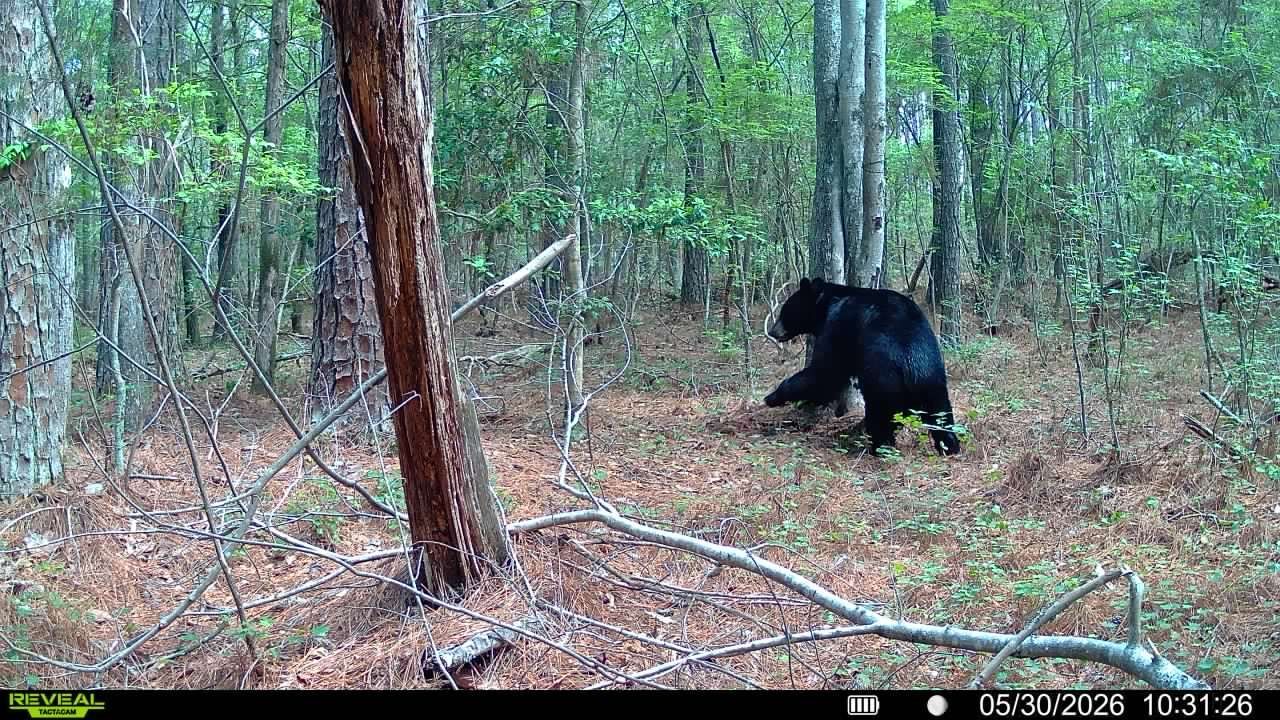 Black bear in a forest clearing, crouching near a tree in the woods.