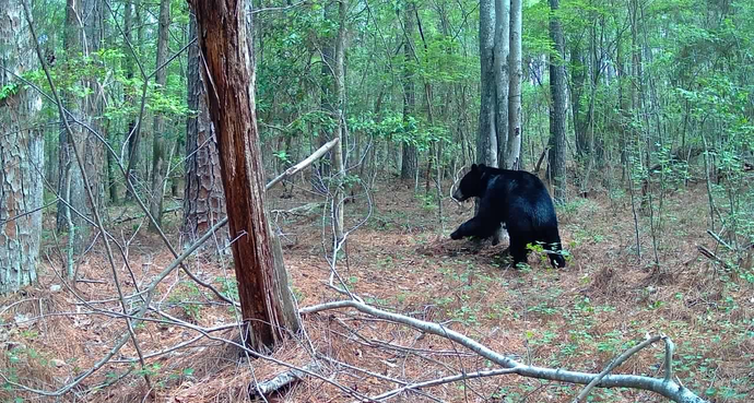 Black bear in a wooded forest, crouching near a fallen branch.