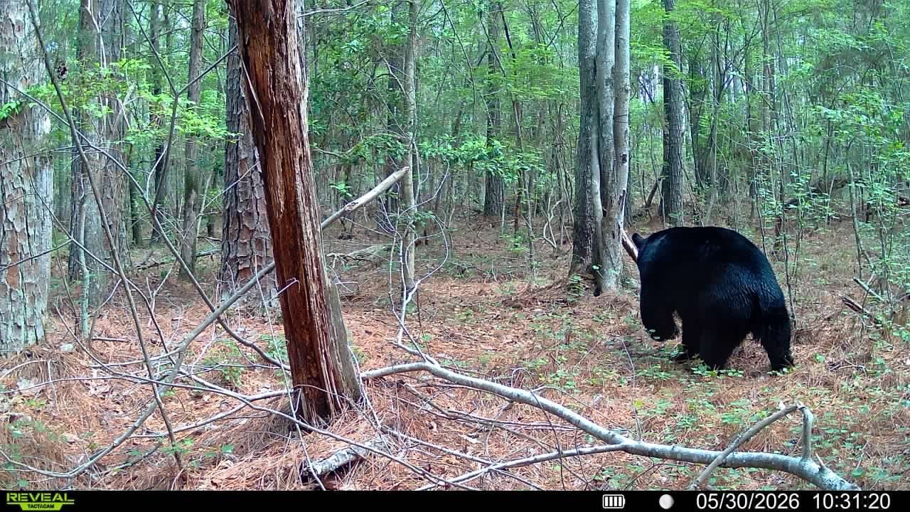 Black bear foraging in a wooded forest clearing, seen from a trail camera.