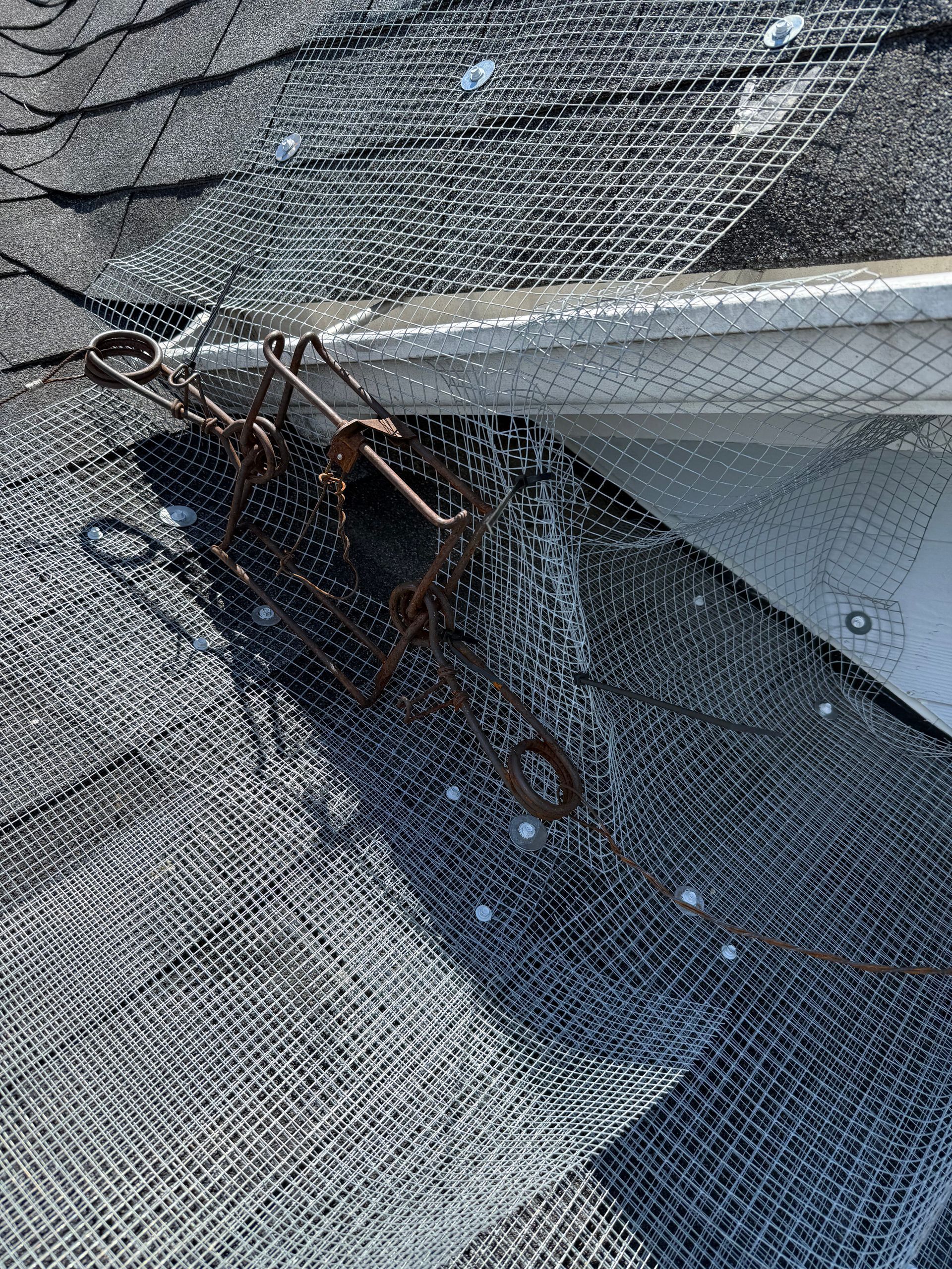 Two wasps on black window screen beside a white window frame