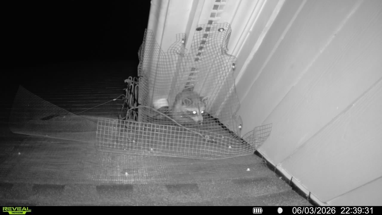 Grayscale security camera view of a narrow outdoor walkway beside a building at night.