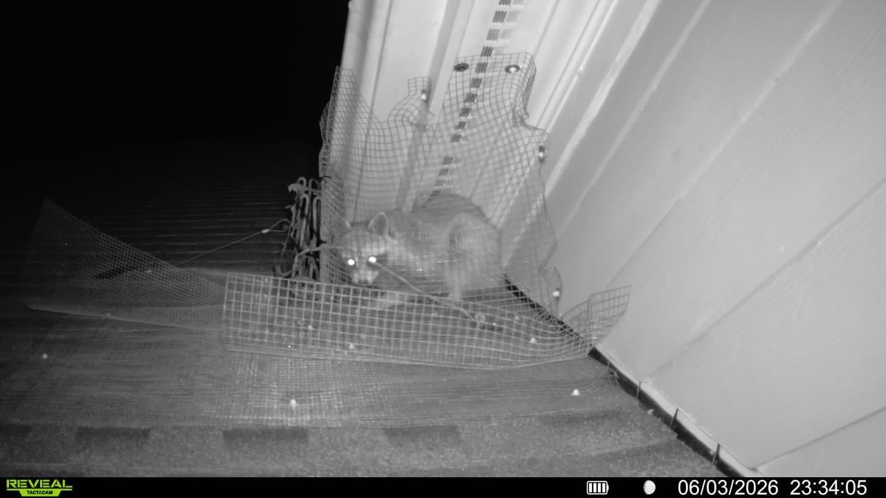 Night-vision view of a cat crouched on a porch beside a wall and door