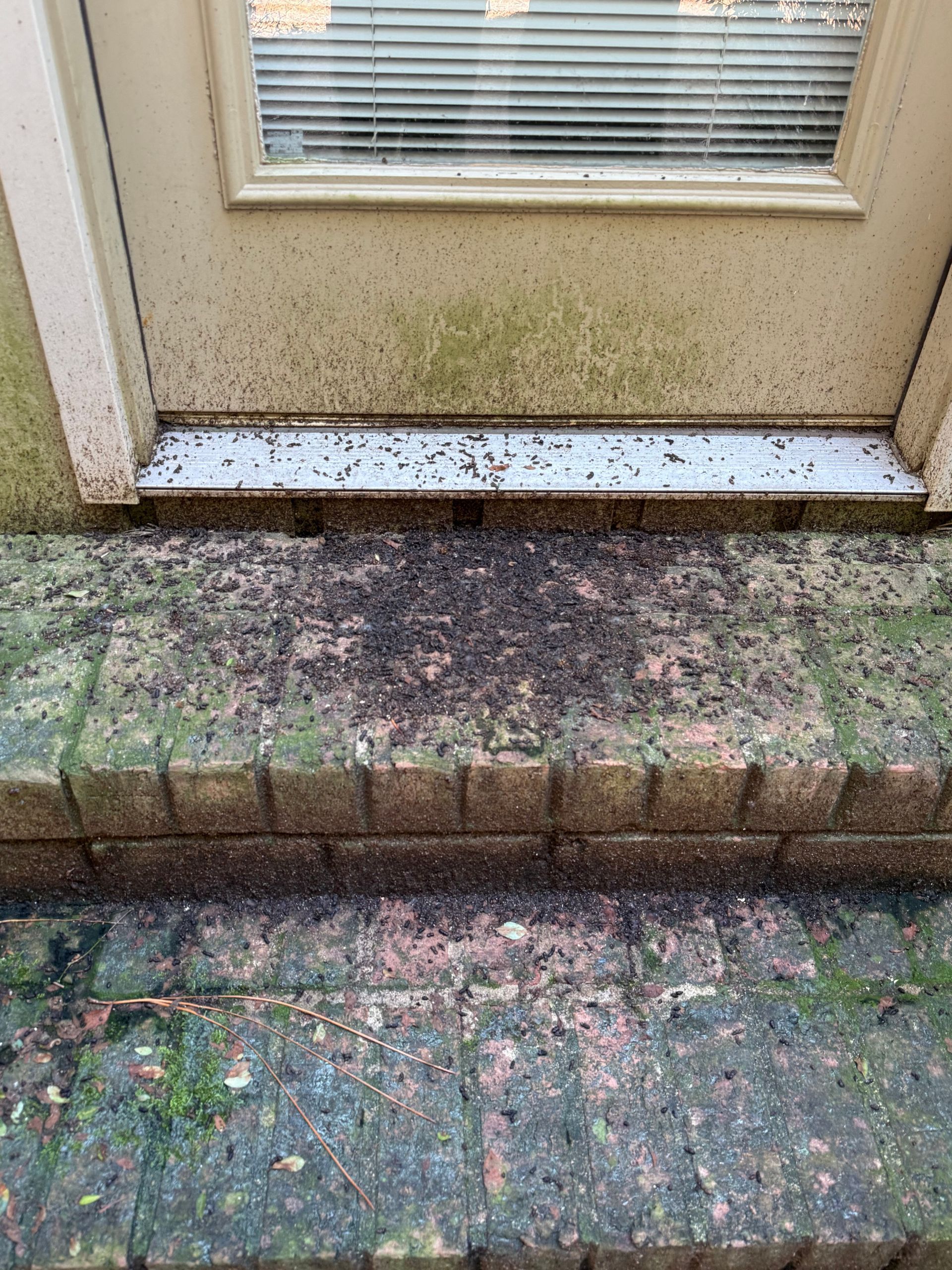 Mossy brick steps and a dirty beige door with a small window blind.