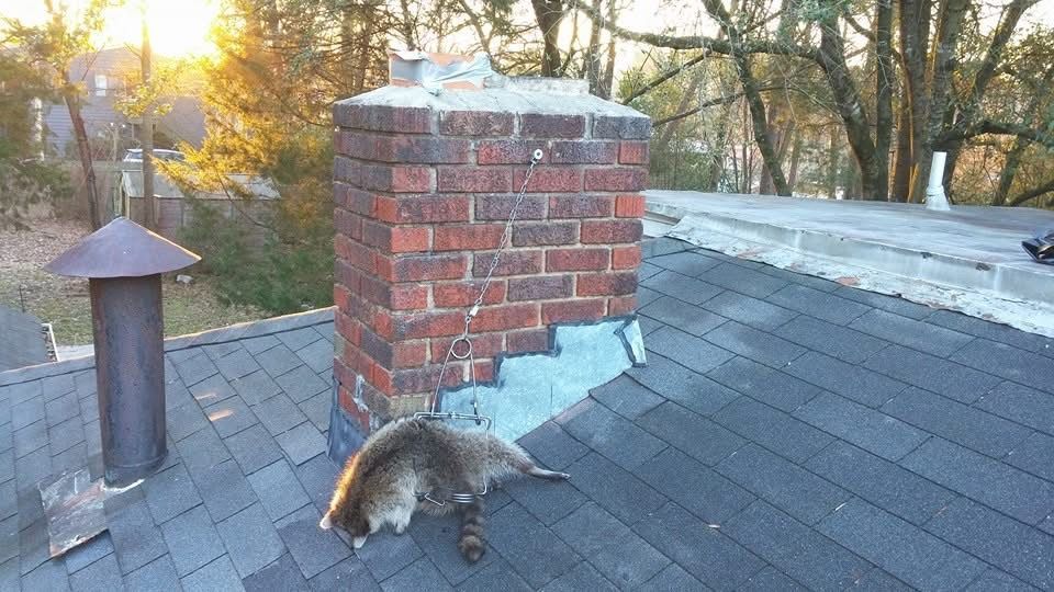 Raccoon on a shingled rooftop beside a brick chimney at sunset